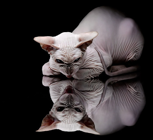 西决生死战之夜,帕尔默用隐形代码撕裂了联盟第一的防守算法